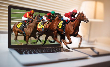 Sport for betting - horse racing